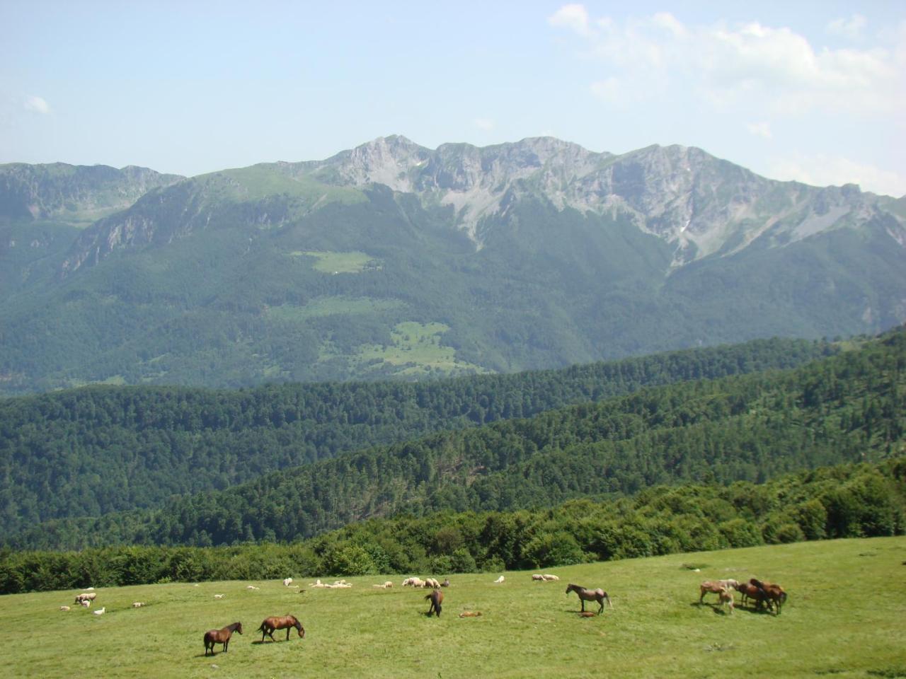 Komovi Eko Katun Villa Andrijevica Exteriör bild